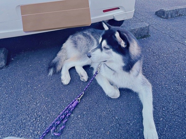 乗車拒否するおとびくん（画像提供：おとび シベリアンハスキー（カイヌシ：ナルコ）さん）
