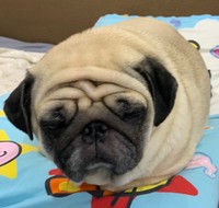 とても眠そうな寝起きのムーさん。半目になった目元がかわいすぎます（ムーさんのTwitterより）
