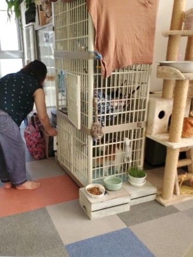 ３段ケージと猫柱の向こうに使わなくなったドアがある。「カフェでなく銭湯です」