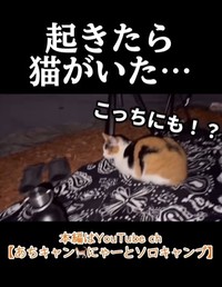 実は、猫が2匹…（「あちにゃ〜」さん提供、Instagramよりキャプチャ撮影）