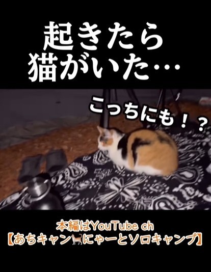 実は、猫が2匹…（「あちにゃ〜」さん提供、Instagramよりキャプチャ撮影）