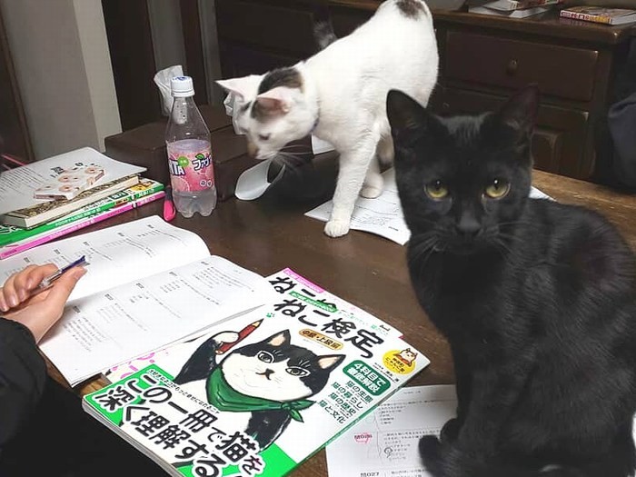 「ねこ検定って何なの？」と興味津々