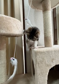 二兎を追うつくしちゃん