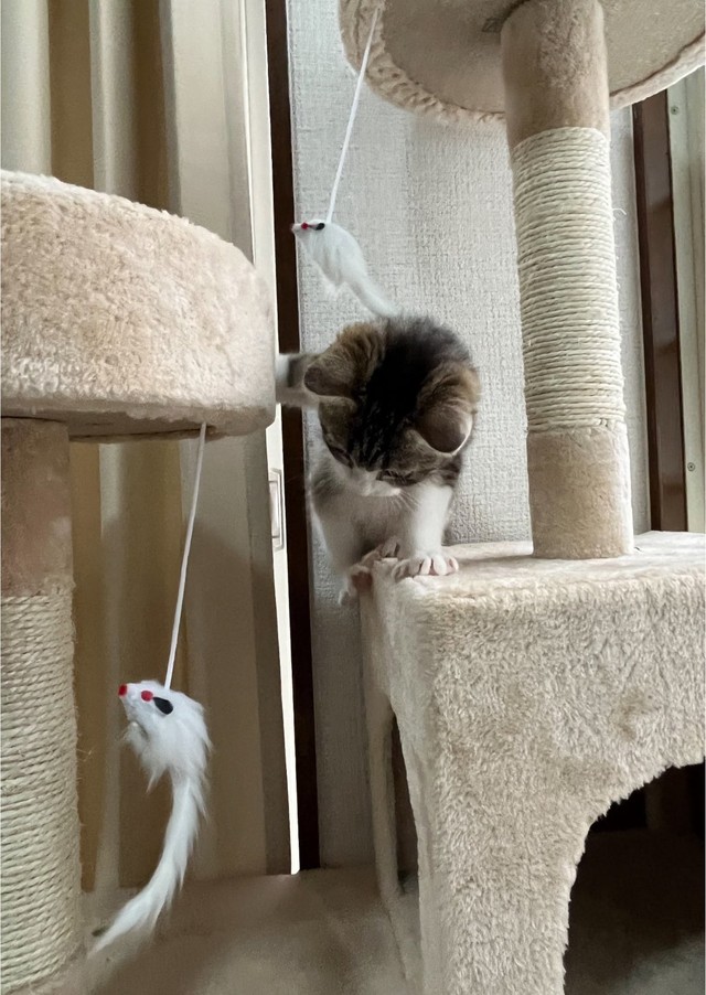 二兎を追うつくしちゃん