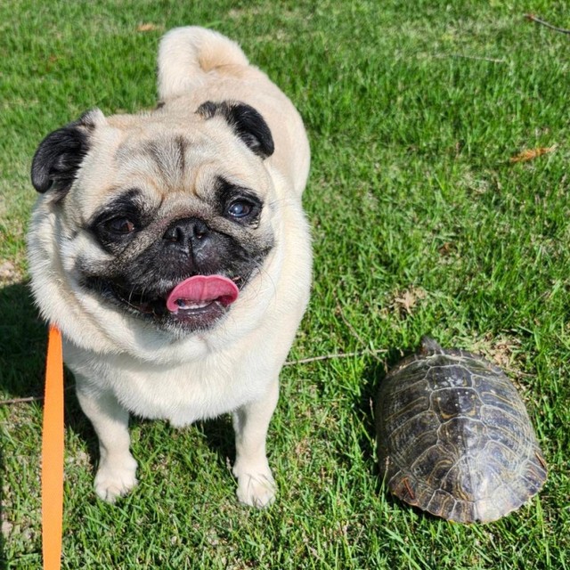 散歩中、亀さんと出会ったぽんずちゃん（画像提供：パグのぽんずさん）