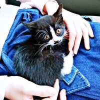 保護直後、車の中で娘さんの膝上にのるまめちゃん（画像提供：まめさん）