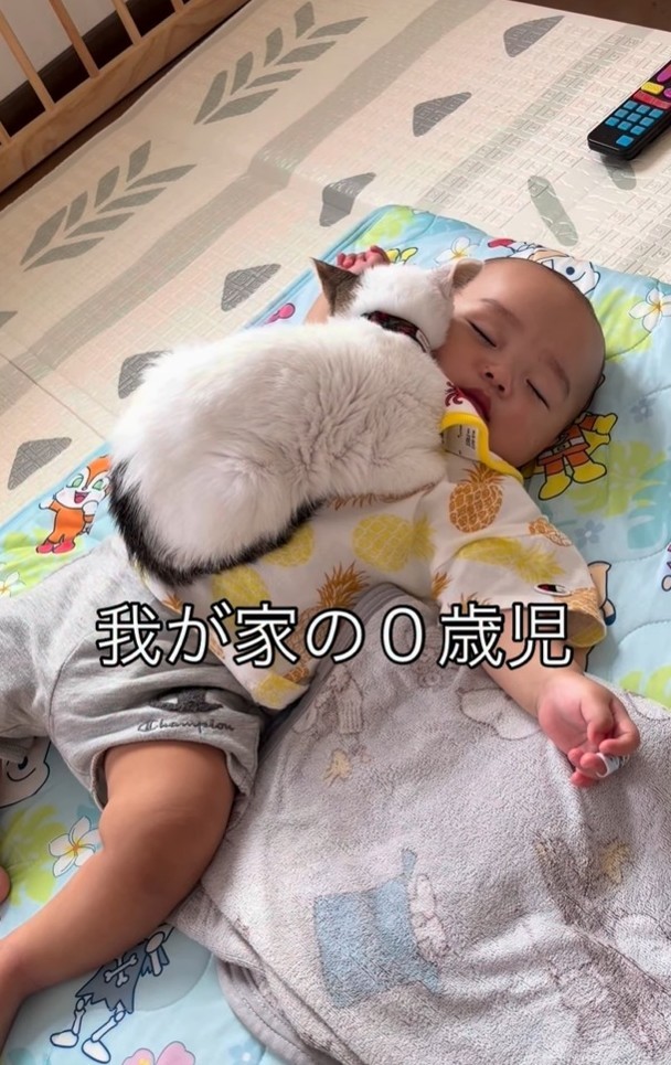 生後10カ月の男の子がお昼寝中、男の子の上に乗る保護猫が話題（「息子君きなこしらたまごましおまぐろ」さん提供、Instagramよりキャプチャ撮影）