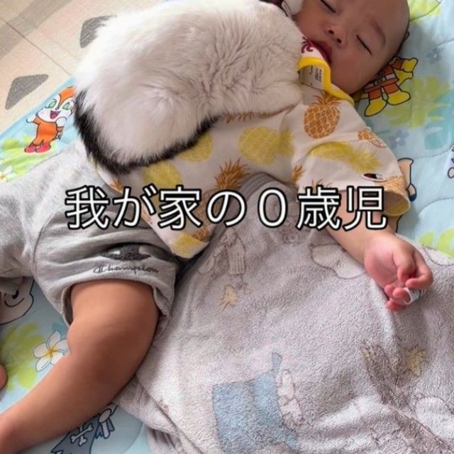 生後10カ月の男の子がお昼寝中、男の子の上に乗る保護猫が話題（「息子君きなこしらたまごましおまぐろ」さん提供、Instagramよりキャプチャ撮影）