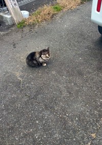 外猫時代のひなたちゃん（タノビケルトさん提供）