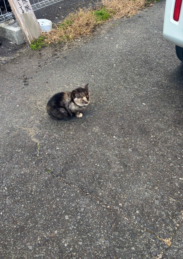 外猫時代のひなたちゃん（タノビケルトさん提供）