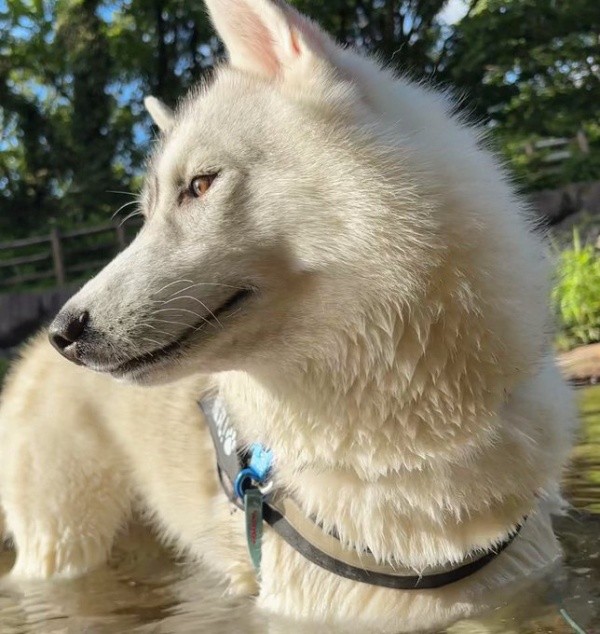 凛々しい横顔がかっこいい福丸くん（画像提供：ふくまる＋ぶな＝さん）