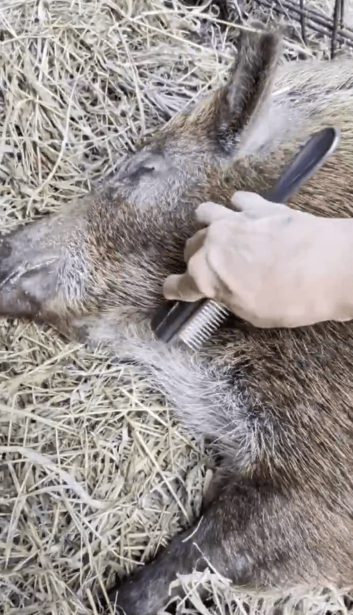 かなりの甘えん坊だそう
