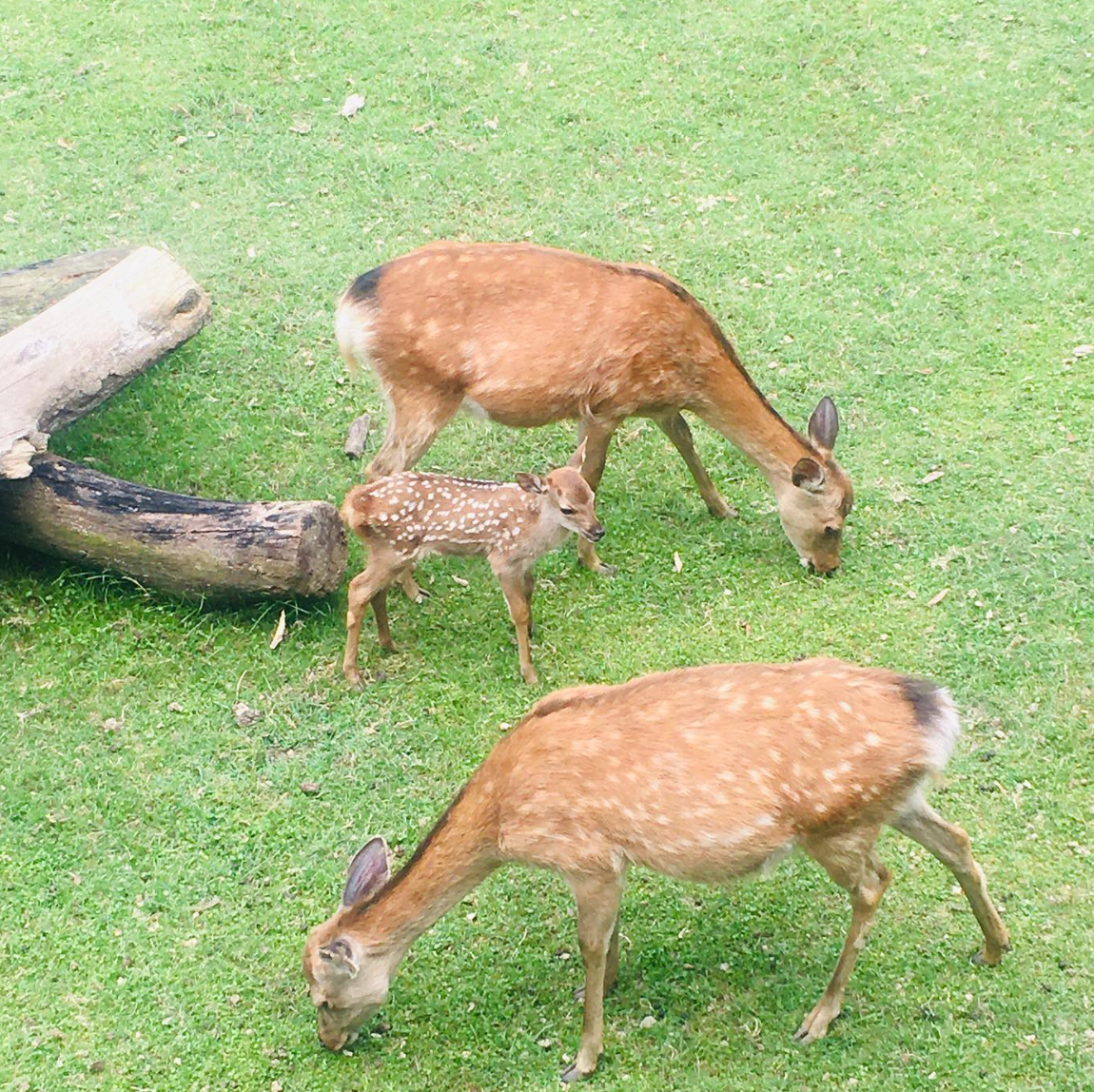 7月頃になると、奈良公園ではこのように親子で仲良く草をはむ姿が見られます