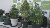 自宅で大麻草を栽培した疑い　20代男女を再逮捕　2月に所持容疑で逮捕　香川・丸亀市