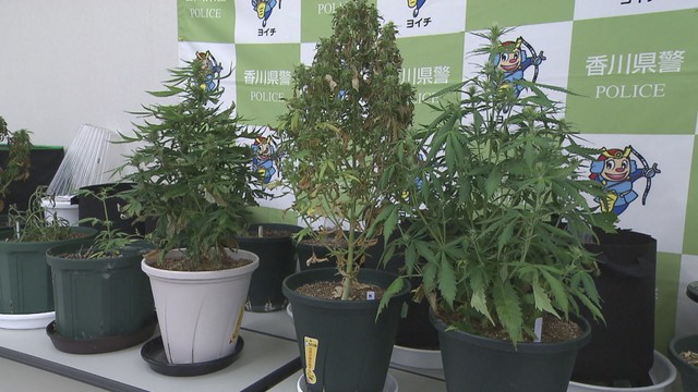 押収された大麻草など　高松北警察署