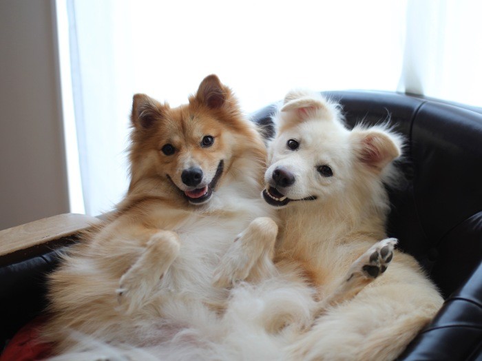 まったく違う雑種なのになぜか似ている