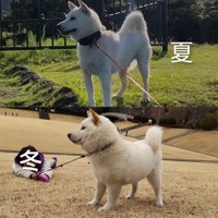 「夏」と「冬」が別犬レベル。冬、ダックスフント！？（提供：はく さん）