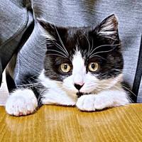 保護まもない頃、膝上にちょこんと座るあんこちゃん（画像提供：しじみとんさん）