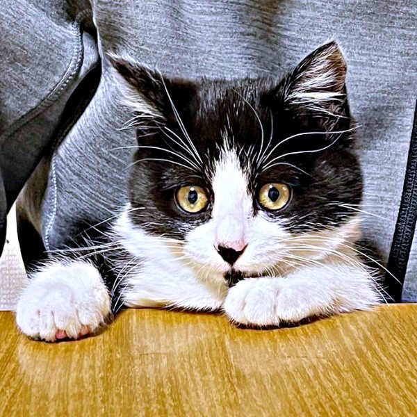 保護まもない頃、膝上にちょこんと座るあんこちゃん（画像提供：しじみとんさん）