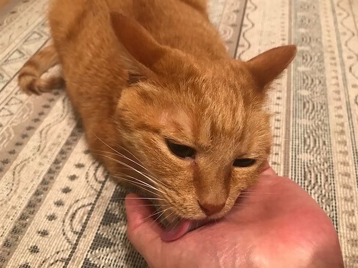 とにかくナメナメ