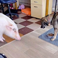 こてつくんのご飯を狙ううめくん（画像提供：中標津のブタうめと犬こてつさん）