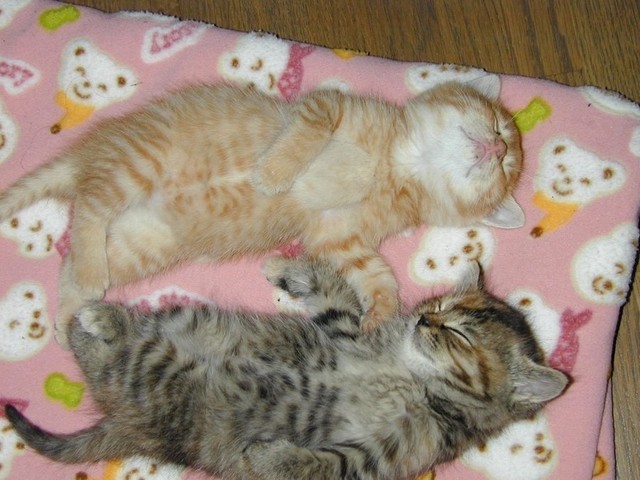 結婚する時は「猫」も連れてきてね（画像提供：猫整体　キュベレイさん）