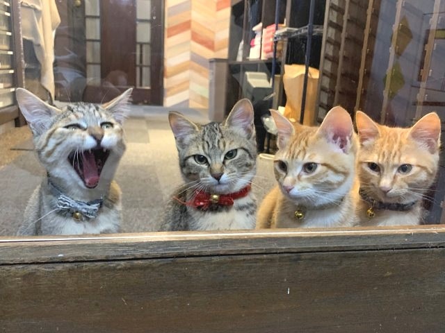 猫たちが本作りをお手伝い ７匹の「社猫」がいる同人誌印刷所 | 犬・猫との幸せな暮らしのためのペット情報サイト「sippo」