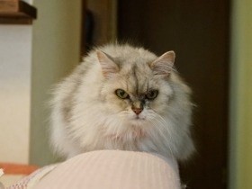 相棒猫を失い、急に甘えん坊になった猫　その姿に募る切なさ