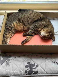 専用の居場所で日向ぼっこも楽しんでいる