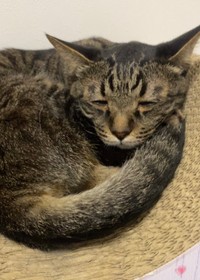 目線がどこに行っているかわからない「しおしお顔」！（提供：キャットアパートメントコーヒーさん）