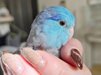 指をハミハミ♡ 飼い主さんに甘えるルゥくん（画像提供：saekoさん）