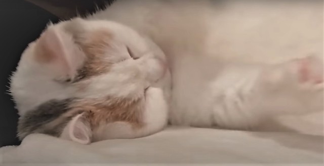 ③両手をあげた！