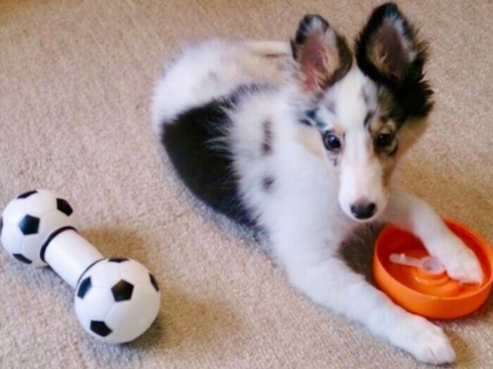 家にきたころの「イブ」