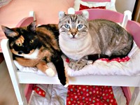 兄猫と寄り添ってくつろぐもつちゃん（画像提供：べじたりあん。さん）