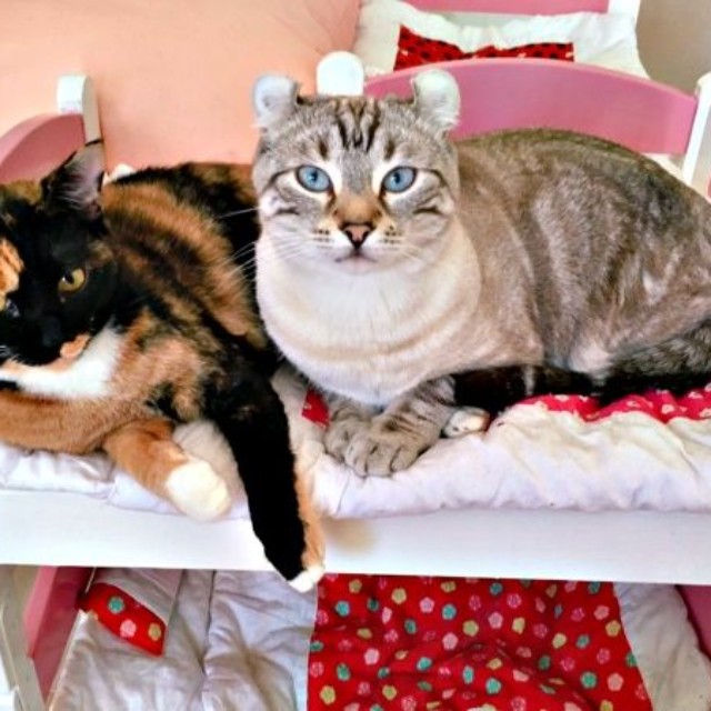 兄猫と寄り添ってくつろぐもつちゃん（画像提供：べじたりあん。さん）