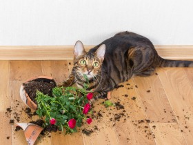 猫のいたずらや悪さを止めたい！　「やってはダメ」とどう伝えればいい？