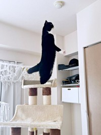 キャットタワー上でまさかの二足立ちをするたろうくん（画像提供：たろうさん）