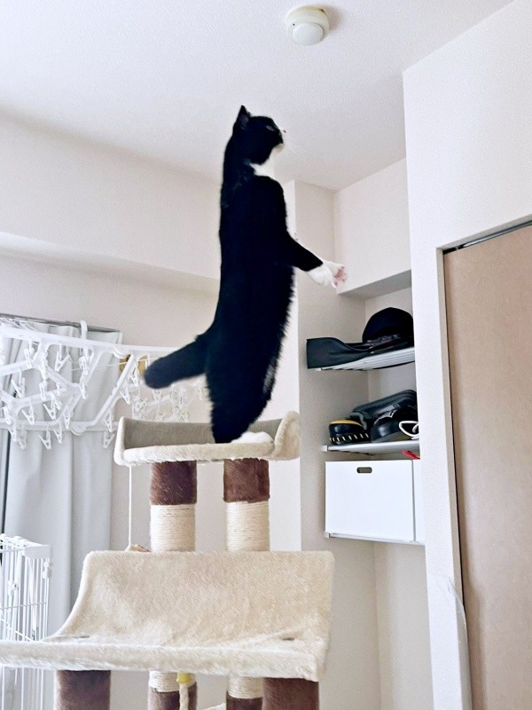 キャットタワー上でまさかの二足立ちをするたろうくん（画像提供：たろうさん）