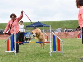 愛犬といっしょに「ワンドウカイ」　４０チームが草の上ダッシュ
