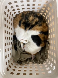 洗濯カゴをのぞいたら…みつ豆ちゃん！「猫の仕草は全て楽しいです（笑）」と店長さん（画像提供：猫整体 キュベレイさん）