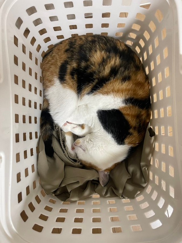 洗濯カゴをのぞいたら…みつ豆ちゃん！「猫の仕草は全て楽しいです（笑）」と店長さん（画像提供：猫整体 キュベレイさん）