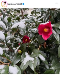 高島礼子インスタグラム＠reico.officialより