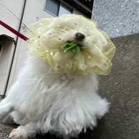 話題の犬の安全グッズ「拾い食い防止ネット」。効果が一目でわかる躍動感あふれる写真が話題に（画像提供：ハルくんさん）