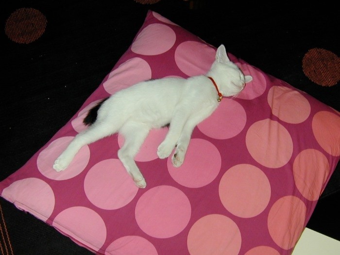 人間ぽく寝てみたり（提供写真）