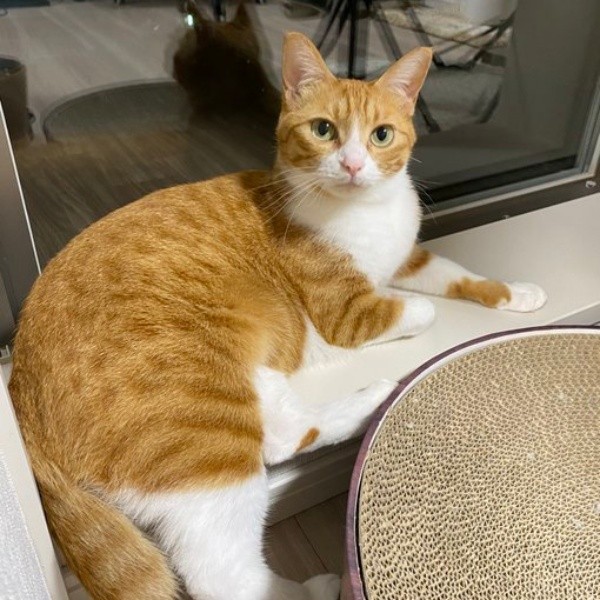 つやつやの被毛と涼しげな表情が素敵なラテちゃん（画像提供：保護猫ラテちゃん）