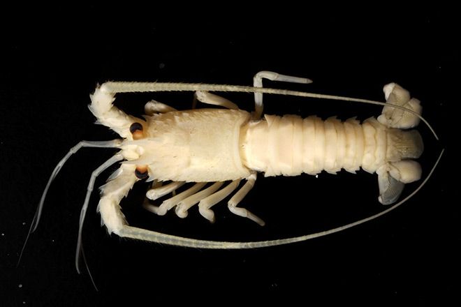 Warming seas cited for spiny lobster caught off Hokkaido