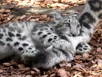 （rikuさん提供）