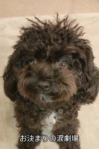 飼い主さんを見つめるマヨちゃんの目には涙が…（「🇯🇵 犬と暮らす | 空色桜雲」さん提供、Instagramよりキャプチャ撮影）