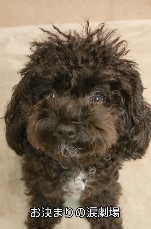 飼い主さんを見つめるマヨちゃんの目には涙が…（「🇯🇵 犬と暮らす | 空色桜雲」さん提供、Instagramよりキャプチャ撮影）