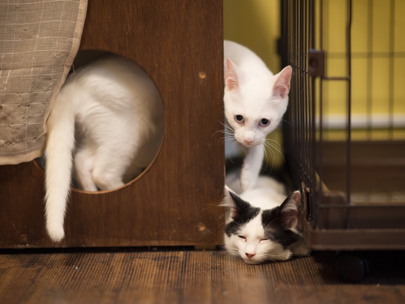 「ちょうどよいところに敷物があるぞ」（小林写函撮影）